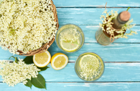 Kwiaty czarnego bzu – właściwości, zastosowanie, przepisy i przeciwwskazania