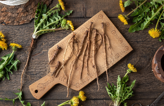 Korzeń mniszka lekarskiego – podziemny skarb o wielkich właściwościach