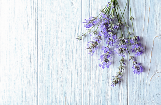Lawenda - aromatyczny eliksir relaksu i urody