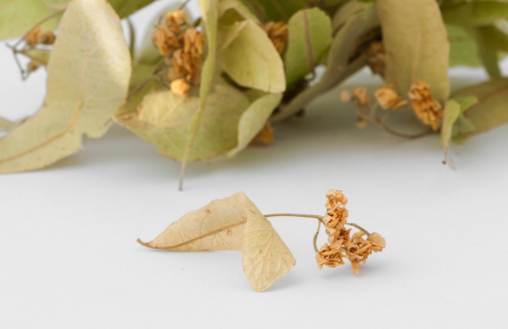 Lipa: Właściwości zdrowotne, zastosowanie, napar i przeciwwskazania