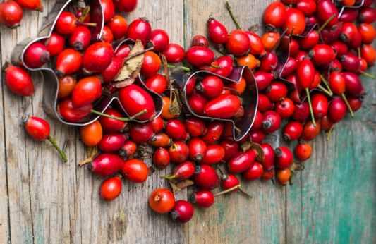 Dzika róża – królowa owoców i naturalny eliksir młodości