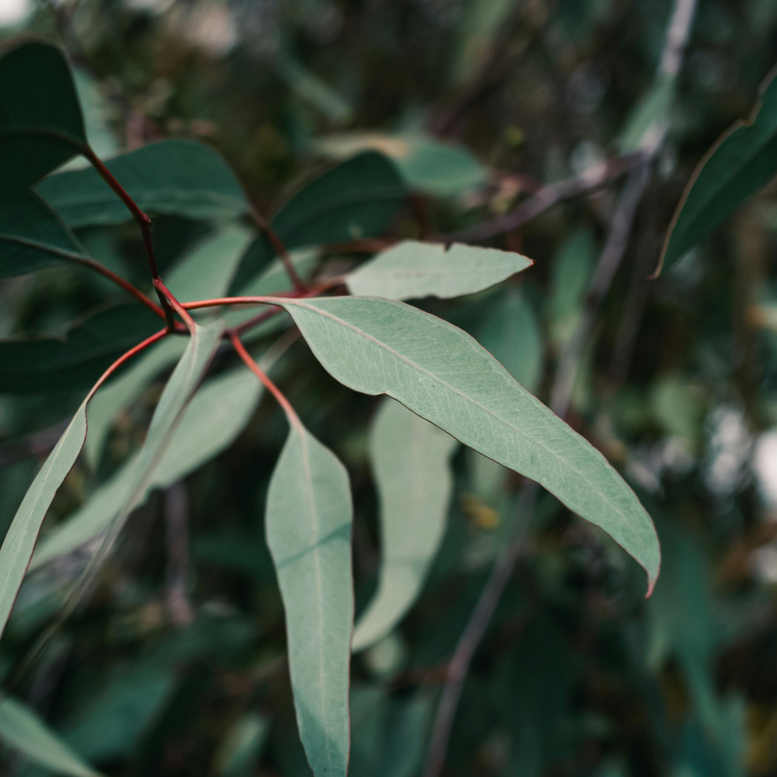 Eukaliptus – aromatyczne liście z Australii. Pochodzenie, właściwości i zastosowanie