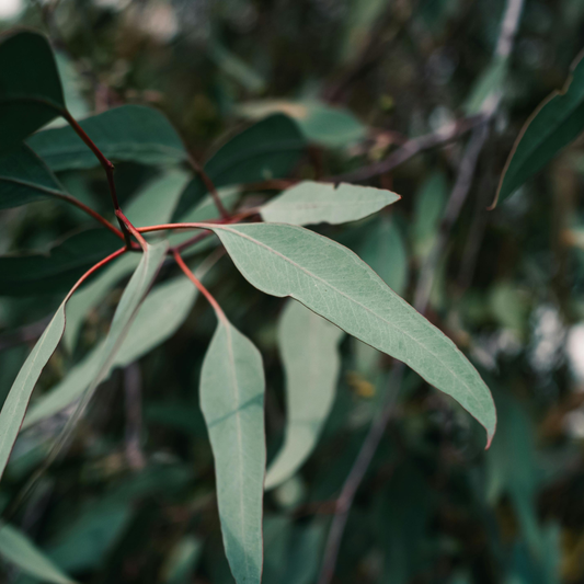 Eukaliptus – aromatyczne liście z Australii. Pochodzenie, właściwości i zastosowanie